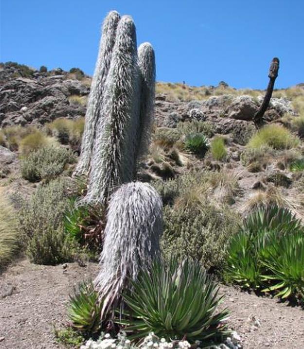 Lobelia telekii - Lobelia Gigante, Lobelia Primo Itt, Cousin Itt Lobelia - Imagem 8