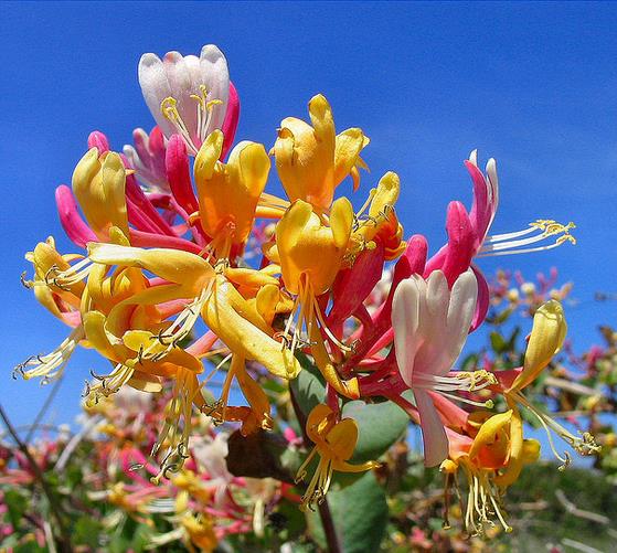 Lonicera periclymenum - Madressilva, Madressilva Europeia,'Honeysuck'
