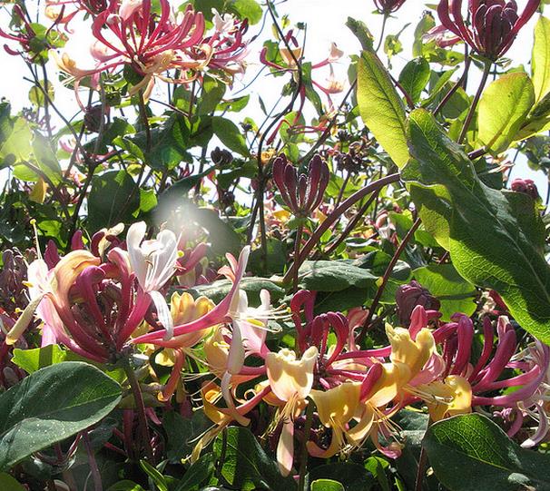 Lonicera periclymenum - Madressilva, Madressilva Europeia,'Honeysuck' - Imagem 2