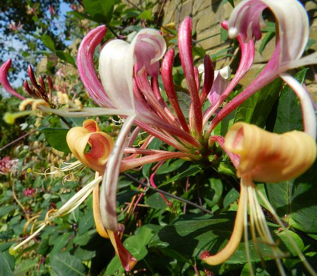 Lonicera periclymenum - Madressilva, Madressilva Europeia,'Honeysuck' - Imagem 3
