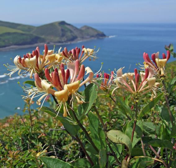 Lonicera periclymenum - Madressilva, Madressilva Europeia,'Honeysuck' - Imagem 4