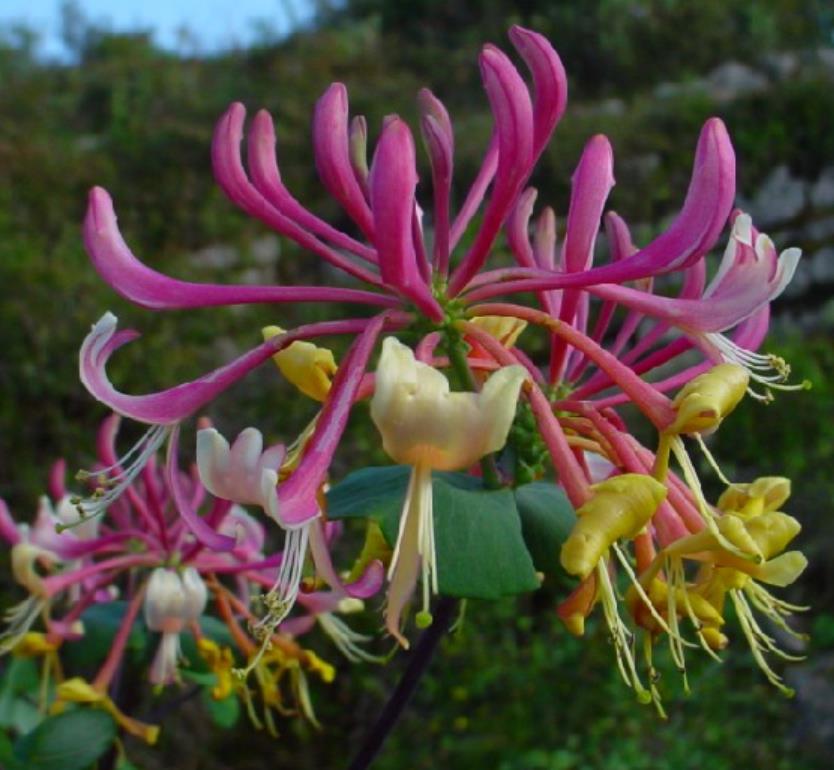Lonicera periclymenum - Madressilva, Madressilva Europeia,'Honeysuck' - Imagem 5