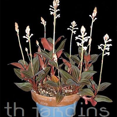 LUDISIA DISCOLOR - ORQUIDEA JOIA