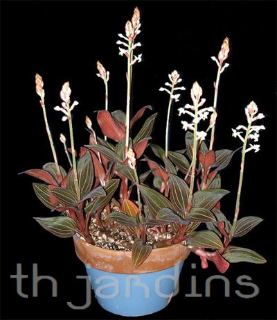 LUDISIA DISCOLOR - ORQUIDEA JOIA