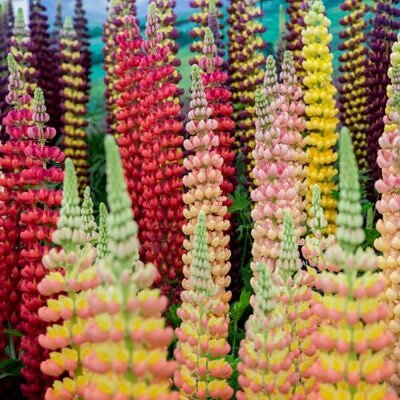 Lupinus polyphyllus New Millenium - Tremoço novo milênio, Tremoço novo milênio multi-colorido