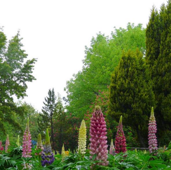 Lupinus russell 'The Chatelaine pink white Flag' - Tremoço Chatelaine Bicolor Rosa e Branco, Lupin - Imagem 2