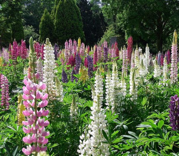 Lupinus russell 'The Chatelaine pink white Flag' - Tremoço Chatelaine Bicolor Rosa e Branco, Lupin - Imagem 3