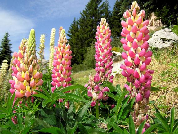 Lupinus russell 'The Chatelaine pink white Flag' - Tremoço Chatelaine Bicolor Rosa e Branco, Lupin - Imagem 4