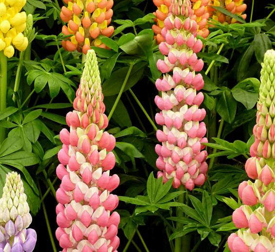 Lupinus russell 'The Chatelaine pink white Flag' - Tremoço Chatelaine Bicolor Rosa e Branco, Lupin - Imagem 5