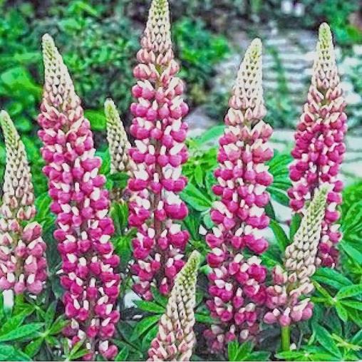 Lupinus russell 'The Chatelaine pink white Flag' - Tremoço Chatelaine Bicolor Rosa e Branco, Lupin - Imagem 6
