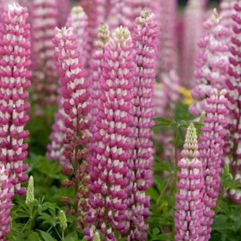 Lupinus russell 'The Chatelaine pink white Flag' - Tremoço Chatelaine Bicolor Rosa e Branco, Lupin - Imagem 7
