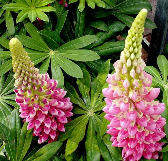 Lupinus russell 'The Chatelaine pink white Flag' - Tremoço Chatelaine Bicolor Rosa e Branco, Lupin - Imagem 8