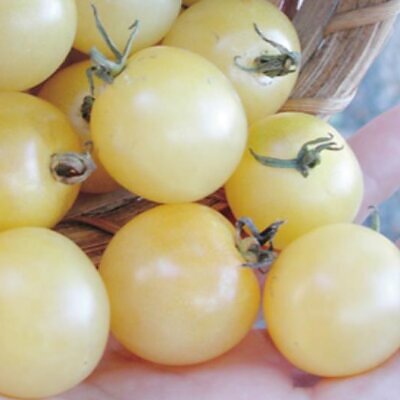 Solanum lycopersicon Berry Snow White Cherry (Certificação Orgânica) - Tomate Cereja Branca de Neve, Tomate Cereja Marfim
