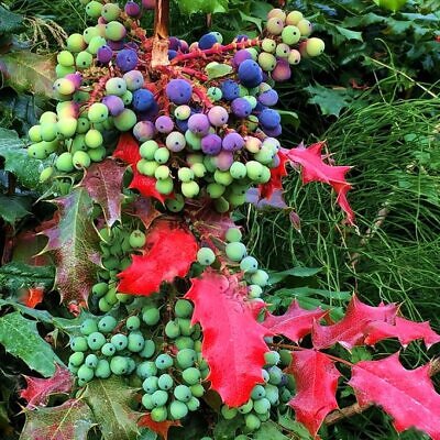 Mahonia aquifolium - Uva do Oregon, Berberis do Oregon