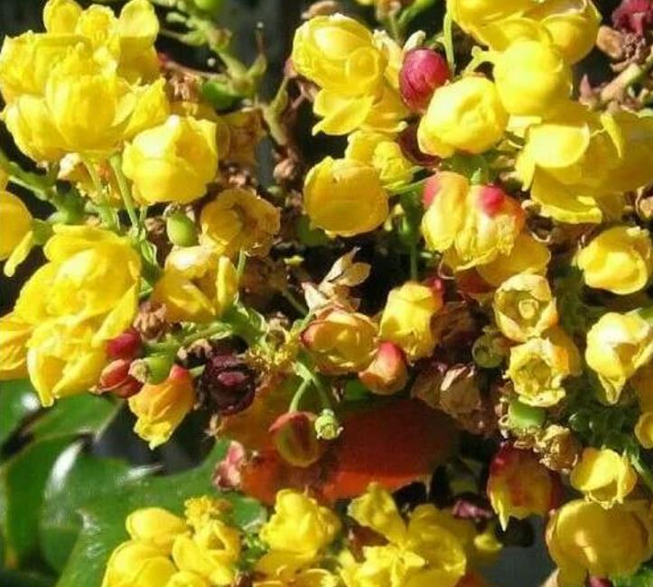 Mahonia aquifolium - Uva do Oregon, Berberis do Oregon - Imagem 2