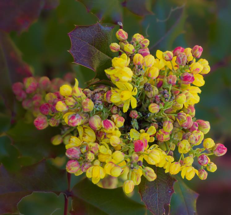 Mahonia aquifolium - Uva do Oregon, Berberis do Oregon - Imagem 4