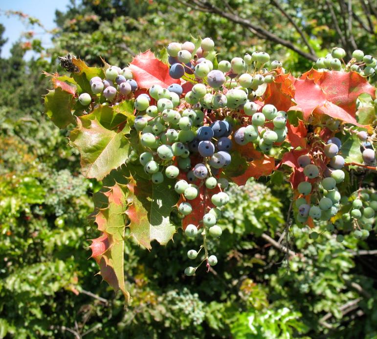 Mahonia aquifolium - Uva do Oregon, Berberis do Oregon - Imagem 5