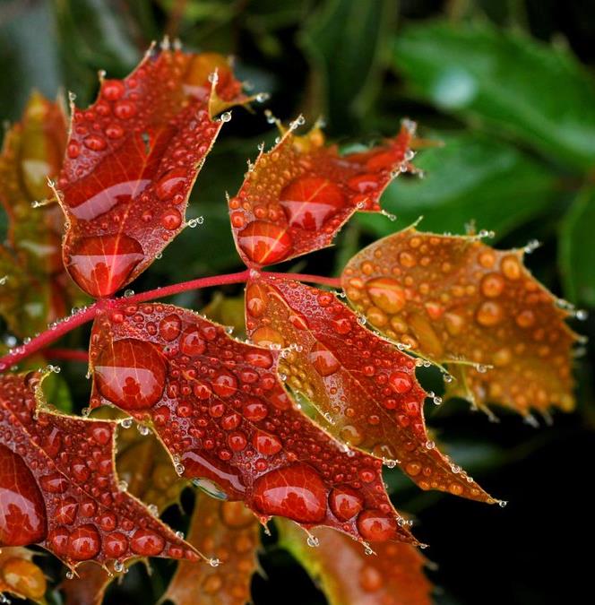Mahonia aquifolium - Uva do Oregon, Berberis do Oregon - Imagem 6