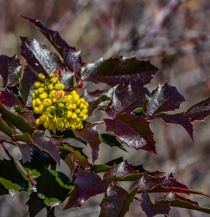 Mahonia aquifolium - Uva do Oregon, Berberis do Oregon - Imagem 7
