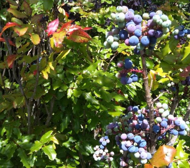 Mahonia aquifolium - Uva do Oregon, Berberis do Oregon - Imagem 8