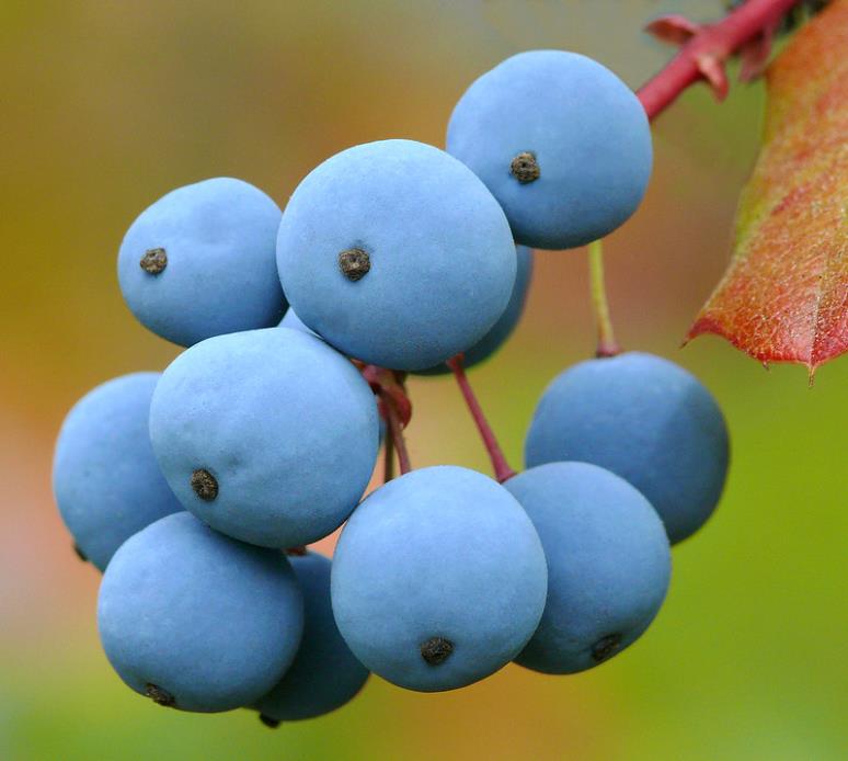 Mahonia aquifolium - Uva do Oregon, Berberis do Oregon - Imagem 9