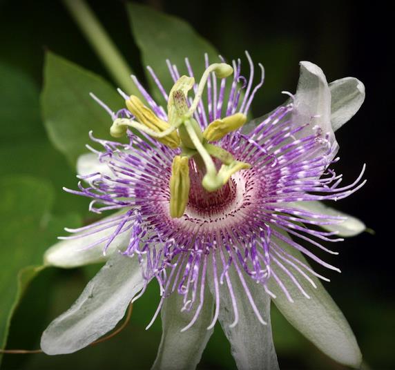 Passiflora morifolia - Maracujá doce azul, maracujá doce roxo - Imagem 2
