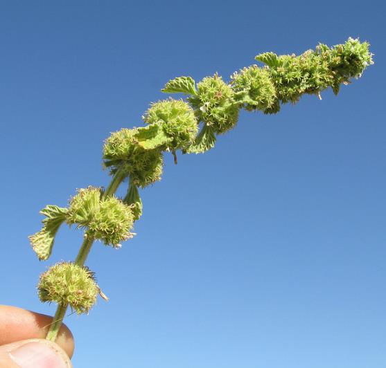 Marrubium vulgare - Marroio, Marroio branco, Hortelã de folha grossa, Hortelã do Maranhão, Incenso - Imagem 3