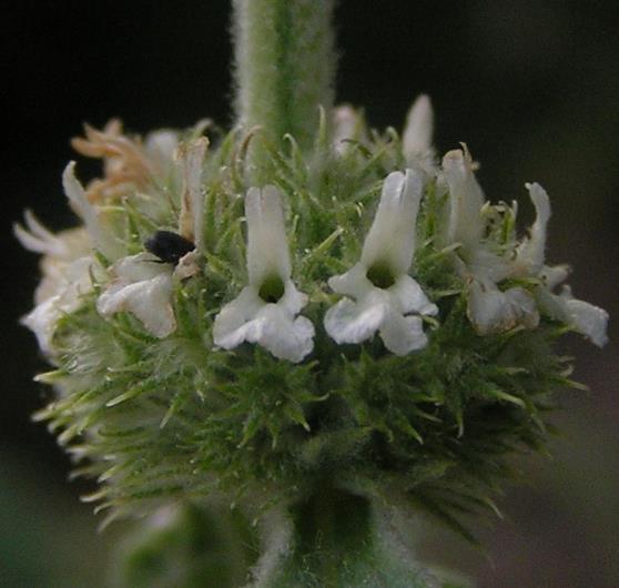 Marrubium vulgare - Marroio, Marroio branco, Hortelã de folha grossa, Hortelã do Maranhão, Incenso - Imagem 5