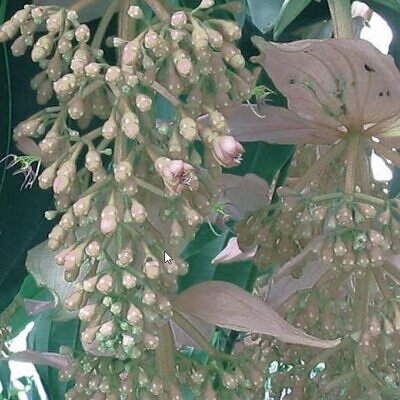 Medinilla magnifica Albiflora - Medinila Pérola Branca, Medinilla Branca, Pearl White Medinilla