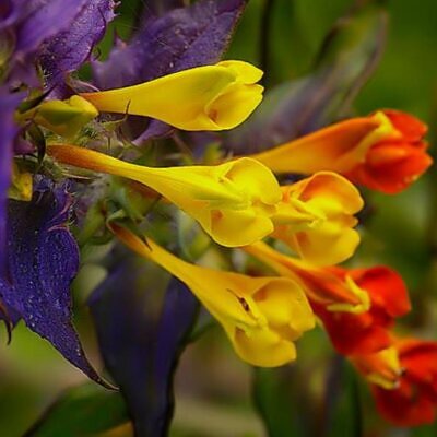 Melampyrum nemorosum -  Flor Dia e Noite, Bandeira Sueca , Night and Day