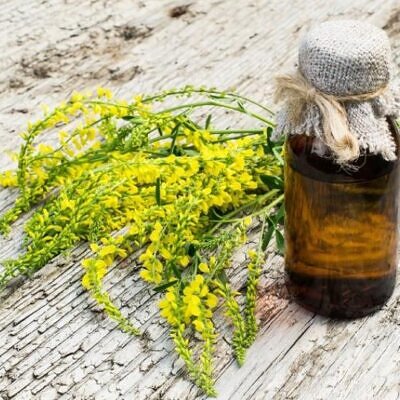 Melilotus officinalis - Meliloto, Trevo de mel, Trevo amarelo aromático, Lotus do mel, Flor do mel, Flor
