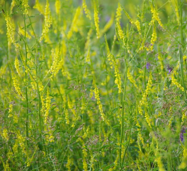 Melilotus officinalis - Meliloto, Trevo de mel, Trevo amarelo aromático, Lotus do mel, Flor do mel, Flor - Imagem 5