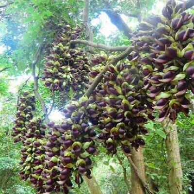Mucuna macrocarpa - Trepadeira Jade Bicolor, Trepadeira Jade Negra