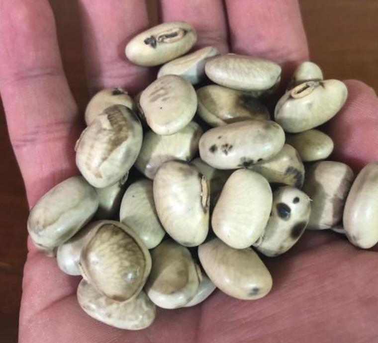Mucuna pruriens - Mucuna pruriens - Atmagupta - Velvet bean - Magic Bean e Kapikacchu em Sânscrito - Imagem 3