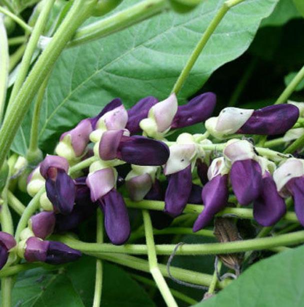 Mucuna pruriens - Mucuna pruriens - Atmagupta - Velvet bean - Magic Bean e Kapikacchu em Sânscrito - Imagem 5