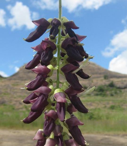 Mucuna pruriens - Mucuna pruriens - Atmagupta - Velvet bean - Magic Bean e Kapikacchu em Sânscrito - Imagem 6