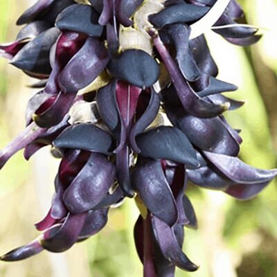 Mucuna pruriens - Mucuna pruriens - Atmagupta - Velvet bean - Magic Bean e Kapikacchu em Sânscrito