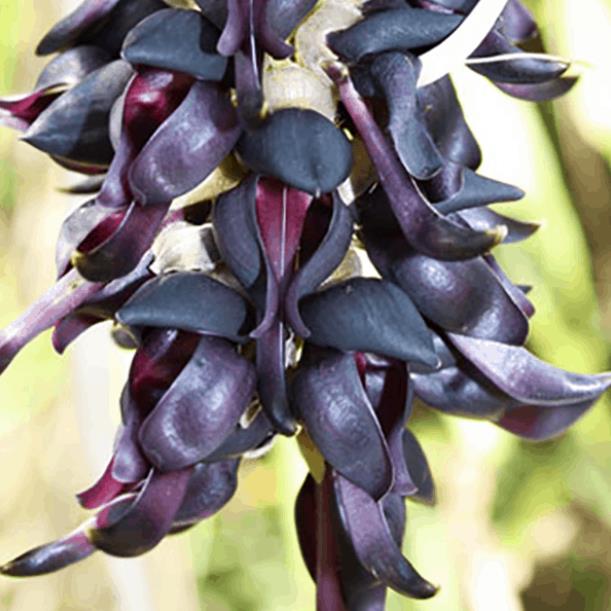 Mucuna pruriens - Mucuna pruriens - Atmagupta - Velvet bean - Magic Bean e Kapikacchu em Sânscrito