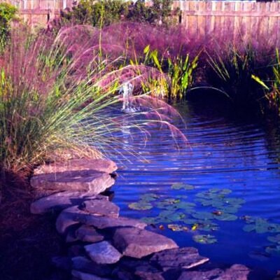 Muhlenbergia capillaris - Grama Rosa Ornamental, Grama Rosa, Muhlygrass, Mulhy Pink Grass, Sweetgrass