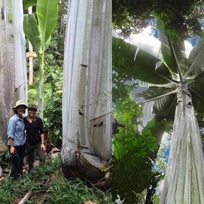 Musa ingens - Bananeira Gigante, Banana Gigante das Terras Altas