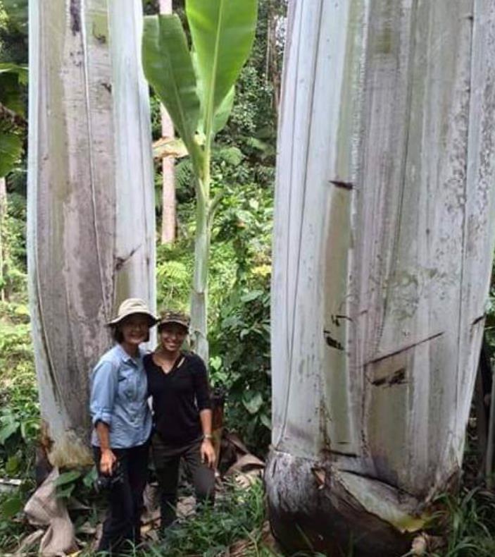 Musa ingens - Bananeira Gigante, Banana Gigante das Terras Altas - Imagem 2