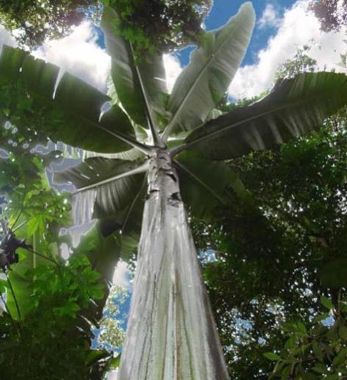 Musa ingens - Bananeira Gigante, Banana Gigante das Terras Altas - Imagem 3