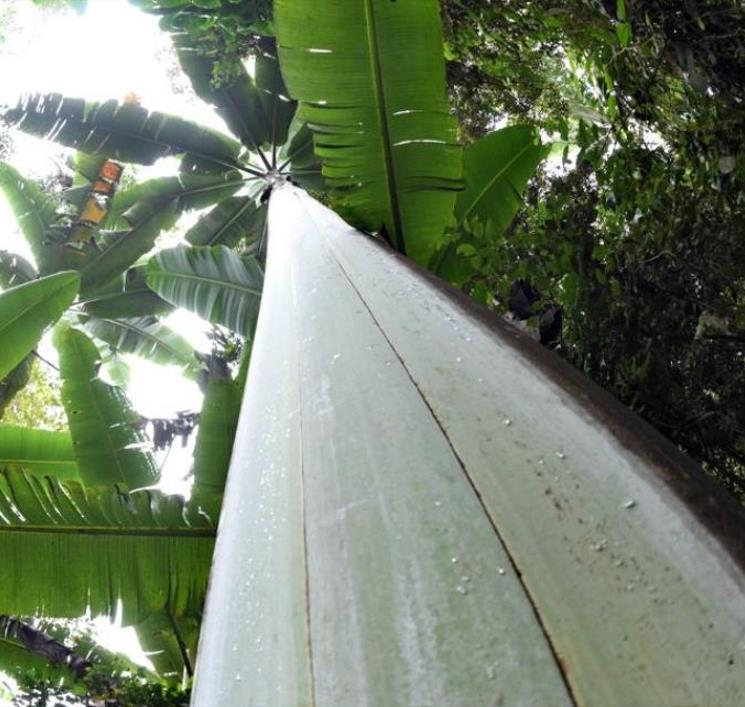 Musa ingens - Bananeira Gigante, Banana Gigante das Terras Altas - Imagem 4