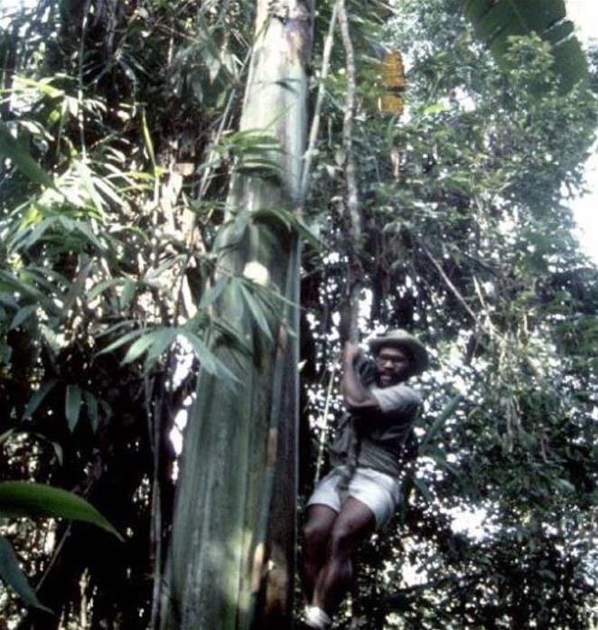 Musa ingens - Bananeira Gigante, Banana Gigante das Terras Altas - Imagem 6