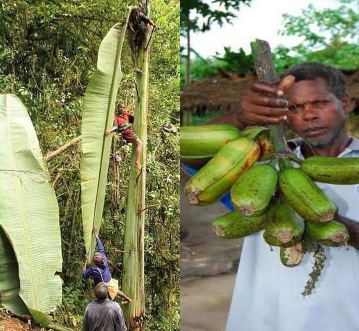 Musa ingens - Bananeira Gigante, Banana Gigante das Terras Altas - Imagem 7