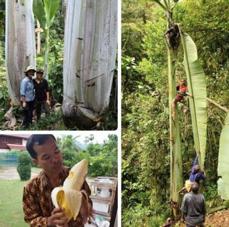 Musa ingens - Bananeira Gigante, Banana Gigante das Terras Altas - Imagem 8