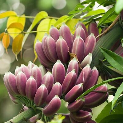 Musa itinerans burmese blue - Banana birmanesa azul