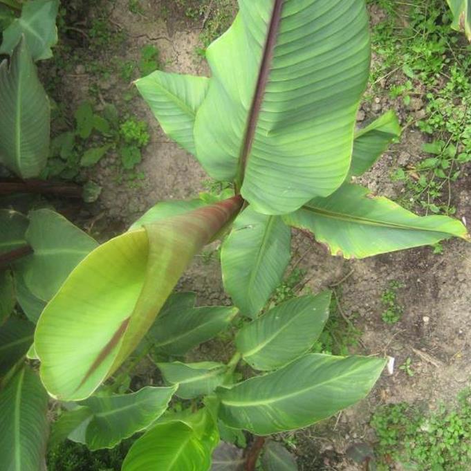 Musa itinerans burmese blue - Banana birmanesa azul - Imagem 2