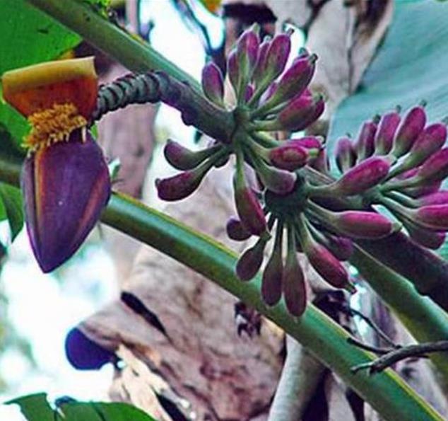 Musa itinerans burmese blue - Banana birmanesa azul - Imagem 3