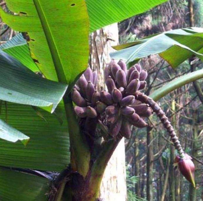 Musa itinerans burmese blue - Banana birmanesa azul - Imagem 4